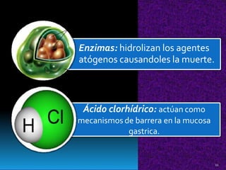 p
11
Ácido clorhídrico: actúan como
mecanismos de barrera en la mucosa
gastrica.
Enzimas: hidrolizan los agentes
atógenos causandoles la muerte.
 