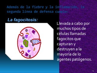 Además de la fiebre y la inflamación,
cumple:
la
segunda línea de defensa
La fagocitosis:
Llevada a cabo por
muchos tipos de
células llamadas
fagocitos que
capturan y
destruyen a la
mayoría de lo
agentes patógenos.
14
 