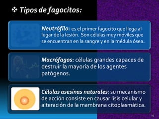 Tipos de fagocitos:
Neutrófilo: es el primer fagocito que llega al
lugar de la lesión. Son células muy móviles que
se encuentran en la sangre y en la médula ósea.
Macrófagos: células grandes capaces de
destruir la mayoría de los agentes
patógenos.
Células asesinas naturales: su mecanismo
de acción consiste en causar lisis celular y
alteración de la mambrana citoplasmática.
15
 
