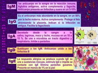 18/08/2013 23
IgM
IgG
IgA
IgD
IgE
1er anticuerpo en la sangre en la reacción inmune.
Aglutina antígenos, activa complemento y fagocita.
Anticuerpo presente en linfocitos y suero en un 5-10%
Es el anticuerpo más abundante en la sangre, en un 80%
yen la leche materna. Activa complemento Protege al feto
atravesando la placenta. Indican si la infección es
antigua. Facilita la fagocitosis
Secretado desde la sangre a la
saliva, lagrimas, moco y leche, mucosa en un 10 a
15 %. Se une a microbios en tracto digestivo y
respiratorio. Inhibe a parásitos
Sustituyen a los IgM. Anticuerpo unido a los
linfocitos B
La respuesta alérgica se produce cuando IgE se
une a sustancias inocuas, estimula IgG e impide se
contacte con IgE Elimina parásitos gusanos.
Presente en menos de 1% en la piel
 