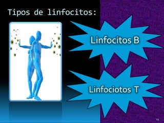 Tipos de linfocitos:
Linfocitos B
Linfociotos T
19
 