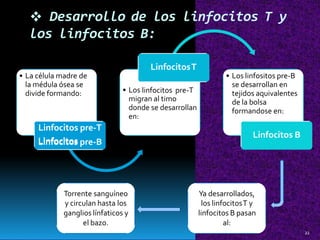  Desarrollo de los linfocitos T y
los linfocitos B:
LinfocitosT
• La célula madre de • Los linfositos pre-B
la médula ósea se se desarrollan en
• Losdivide formando: tejidos aquivalentes
migran al timo de la bolsa
donde se desarrollan formandose en:
en:
Linfocitos pre-T
Linfocitos B
Linfocitos pre-B
Torrente sanguíneo
y circulan hasta los
ganglios línfaticos y
el bazo.
Ya desarrollados,
los linfocitosT y
linfocitos B pasan
al:
22
Linfocitos
Linfocitos
linfocitos pre-T
 