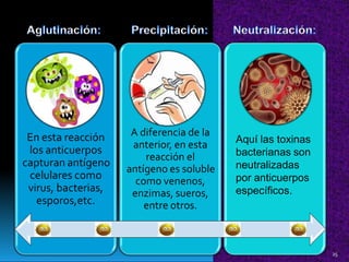 A diferencia de la
anterior, en esta
reacción el
antígeno es soluble
como venenos,
enzimas, sueros,
entre otros.
En esta reacción
los anticuerpos
capturan antígeno
celulares como
virus, bacterias,
esporos,etc.
Aquí las toxinas
bacterianas son
neutralizadas
por anticuerpos
específicos.
25
 