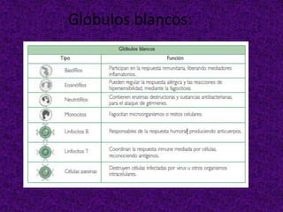 Glóbulos blancos:
 