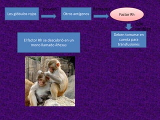 Los glóbulos rojos Otros antígenos Factor Rh
Deben tomarse en
cuenta para
transfusiones
Que
también
poseen llamados
El factor Rh se descubrió en un
mono llamado Rhesus
 
