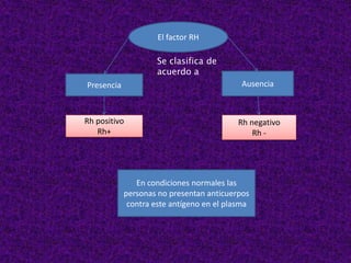 El factor RH
Se clasifica de
acuerdo a
Presencia Ausencia
Rh positivo
Rh+
Rh negativo
Rh -
En condiciones normales las
personas no presentan anticuerpos
contra este antígeno en el plasma
 