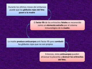 Durante los últimos meses del embarazo
puede que los glóbulos rojos del feto
pasen a la madre
El factor Rh de los eritrocitos fetales es reconocido
como un elemento extraño por el sistema
inmunológico de la madre.
La madre produce anticuerpos anti factor Rh para combatir
los glóbulos rojos que no son propios
Entonces, estos anticuerpos pueden
atravesar la placenta y destruir los eritrocitos
del feto.
 