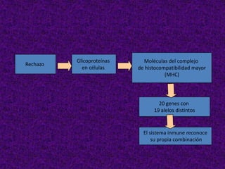 Rechazo
Glicoproteínas
en células
Moléculas del complejo
de histocompatibilidad mayor
(MHC)
20 genes con
19 alelos distintos
El sistema inmune reconoce
su propia combinación
 
