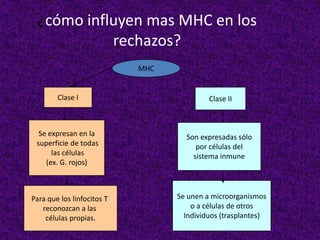 ¿cómo influyen mas MHC en los
rechazos?
MHC
Clase I Clase II
Se expresan en la
superficie de todas
las células
(ex. G. rojos)
Para que los linfocitos T
reconozcan a las
células propias.
Son expresadas sólo
por células del
sistema inmune
Se unen a microorganismos
o a células de otros
Individuos (trasplantes)
 