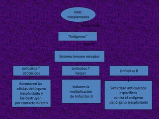 MHC
trasplantadas
“Antígenos”
Actúa como
Para el
Sistema inmune receptor
Linfocitos T
citotóxicos
Linfocitos T
helper
Linfocitos B
Inducen la
multiplicación
de linfocitos B
Reconocen las
células del órgano
trasplantado y
las destruyen
por contacto directo
Sintetizan anticuerpos
específicos
contra el antígeno
del órgano trasplantado
 
