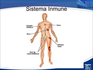 Sistema Inmune: Tres Barreras Contras las
Enfermedades
 