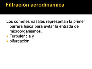 Los cornetes nasales representan la primer
barrera física para evitar la entrada de
microorganismos.
 Turbulencia y
 bifurcación
 