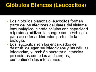  Los glóbulos blancos o leucocitos forman
parte de los efectores celulares del sistema
inmunológico, siendo células con capacidad
migratoria, utilizan la sangre como vehículo
para acceder a diferentes partes de la
biología.
 Los leucocitos son los encargados de
destruir los agentes infecciosos y las células
infectadas, y también secretar sustancias
protectoras como los anticuerpos,
combatiendo las infecciones.
 