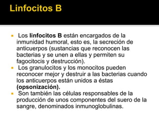  Los linfocitos B están encargados de la
inmunidad humoral, esto es, la secreción de
anticuerpos (sustancias que reconocen las
bacterias y se unen a ellas y permiten su
fagocitocis y destrucción).
 Los granulocitos y los monocitos pueden
reconocer mejor y destruir a las bacterias cuando
los anticuerpos están unidos a éstas
(opsonización).
 Son también las células responsables de la
producción de unos componentes del suero de la
sangre, denominados inmunoglobulinas.
 
