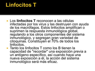  Los linfocitos T reconocen a las células
infectadas por los virus y las destruyen con ayuda
de los macrófagos. Estos linfocitos amplifican o
suprimen la respuesta inmunológica global,
regulando a los otros componentes del sistema
inmunológico, y segregan gran variedad de
citoquinas. Constituyen el 70% de todos los
linfocitos.
 Tanto los linfocitos T como los B tienen la
capacidad de "recordar" una exposición previa a
un antígeno específico, así cuando haya una
nueva exposición a él, la acción del sistema
inmunológico será más eficaz.
 