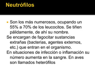  Son los más numerosos, ocupando un
55% a 70% de los leucocitos. Se tiñen
pálidamente, de ahí su nombre.
Se encargan de fagocitar sustancias
extrañas (bacterias, agentes externos,
etc.) que entran en el organismo.
En situaciones de infección o inflamación su
número aumenta en la sangre. En aves
son llamados heterófilos
 