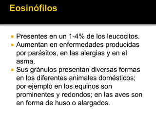  Presentes en un 1-4% de los leucocitos.
 Aumentan en enfermedades producidas
por parásitos, en las alergias y en el
asma.
 Sus gránulos presentan diversas formas
en los diferentes animales domésticos;
por ejemplo en los equinos son
prominentes y redondos; en las aves son
en forma de huso o alargados.
 