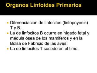  Diferenciación de linfocitos (linfopoyesis)
T y B.
 La de linfocitos B ocurre en hígado fetal y
médula ósea de los mamiferos y en la
Bolsa de Fabricio de las aves.
 La de linfocitos T sucede en el timo.
 