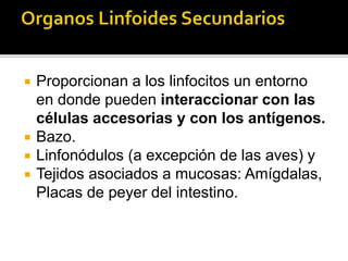  Proporcionan a los linfocitos un entorno
en donde pueden interaccionar con las
células accesorias y con los antígenos.
 Bazo.
 Linfonódulos (a excepción de las aves) y
 Tejidos asociados a mucosas: Amígdalas,
Placas de peyer del intestino.
 