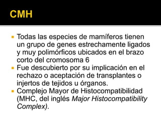  Todas las especies de mamíferos tienen
un grupo de genes estrechamente ligados
y muy polimórficos ubicados en el brazo
corto del cromosoma 6
 Fue descubierto por su implicación en el
rechazo o aceptación de transplantes o
injertos de tejidos u órganos.
 Complejo Mayor de Histocompatibilidad
(MHC, del inglés Major Histocompatibility
Complex).
 