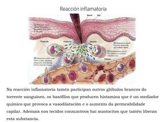 Reacción inflamatoria
Na reacción inflamatoria tamén participan outros glóbulos brancos do
torrente sanguíneo, os basófilos que producen histamina que é un mediador
químico que provoca a vasodilatación e o aumento da permeabilidade
capilar. Ademais nos tecidos conxuntivos hai mastocitos que tamén liberan
esta substancia.
 