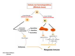 Neutrófilos
Basófilos
Eosinófilos
Célula nai hematopoiética
(Médula ósea)
Célula nai mieloide Célula nai linfoide
Antíxenos
Eritrocitos
Resposta inmune
I.E.S. Otero Pedrayo.
Ourense
 