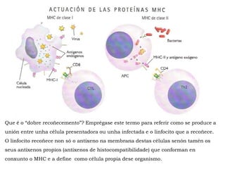 Que é o “dobre recoñecemento”? Emprégase este termo para referir como se produce a
unión entre unha célula presentadora ou unha infectada e o linfocito que a recoñece.
O linfocito recoñece non só o antíxeno na membrana destas células senón tamén os
seus antíxenos propios (antíxenos de histocompatibilidade) que conforman en
conxunto o MHC e a define como célula propia dese organismo.
 