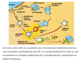 As veces, sobre todo se o antíxeno non é de natureza totalmente proteica,
non se precisa a participación dos Th e é o propio linfocito B é o que se une
ao antíxeno en cuestión producindo nel a transformación a plasmocito ou
célula B memoria.
 