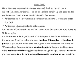 ANTICORPO
Os anticorpos son proteínas do grupo das globulinas que se unen
especificamente a antíxenos. Por iso se chaman tamén Ig. Son producidos
por linfocitos B. Segundo a súa localización falamos de:
 Anticorpos de membrana: na membrana do linfocito B formando parte
dos BCR.
 Anticorpos libres: circulante polo sangue.
Ademais dependendo da súa función e estrutura fálase de distintos tipos: Ig
G, Ig M, Ig A...
Estrutura das inmunoglobulinas ou anticorpos: a estrutura básica está
formada por 4 cadeas polipeptídicas: 2 cadeas H (pesadas) e 2 cadeas L
(lixeiras) que se combinan para dar lugar a unha estrutura con forma de
“Y”. As cadeas únense mediante pontes disulfuro. Sempre se diferenzan
unha rexións constantes (iguais en todas as Ig dun tipo) e outras variables
que son os centros de unión específico aos determinantes antixénicos.
 