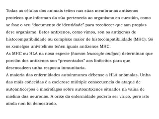 Todas as células dos animais teñen nas súas membranas antíxenos
proteicos que informan da súa pertenecia ao organismo en cuestión, como
se fose o seu “documento de identidade” para recoñecer que son propias
dese organismo. Estos antíxenos, como vimos, son os antíxenos de
histocompatibilidade ou complexo maior de histocompatibilidade (MHC). Só
os xemelgos univitelinos teñen iguais antíxenos MHC.
As MHC ou HLA na nosa especie (human leucocyte antigen) determinan que
porción dos antíxenos son “presentados” aos linfocitos para que
desencadeen unha resposta inmunitaria.
A maioría das enfermidades autoinmunes débense a HLA anómalas. Unha
das máis coñecidas é a esclerose múltiple consecuencia do ataque de
autoanticorpos e macrófagos sobre autoantíxenos situados na vaina de
mielina das neuronas. A orixe da enfermidade podería ser vírico, pero isto
aínda non foi demostrado.
 