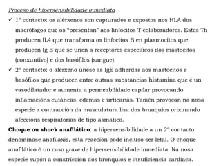 Proceso de hipersensibilidade inmediata
 1º contacto: os alérxenos son capturados e expostos nos HLA dos
macrófagos que os “presentan” aos linfocitos T colaboradores. Estes Th
producen IL4 que transforma os linfocitos B en plasmocitos que
producen Ig E que se unen a receptores específicos dos mastocitos
(conxuntivo) e dos basófilos (sangue).
 2º contacto: o alérxeno únese as IgE adherdas aos mastocitos e
basófilos que producen entre outras substancias histamina que é un
vasodilatador e aumenta a permeabilidade capilar provocando
inflamacións cutáneas, edemas e urticarias. Tamén provocan na nosa
especie a contracción da musculatura lisa dos bronquios orixinando
afeccións respiratorias de tipo asmático.
Choque ou shock anafilático: a hipersensibilidade a un 2º contacto
denomínase anafilaxis, esta reacción pode incluso ser letal. O choque
anafilático é un caso grave de hipersensibilidade inmediata. Na nosa
especie supón a constricción dos bronquios e insuficiencia cardíaca.
 