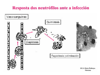Resposta dos neutrófilos ante a infección
I.E.S. Otero Pedrayo.
Ourense
 