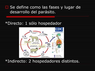  Se define como las fases y lugar de
  desarrollo del parásito.

*Directo: 1 sólo hospedador




*Indirecto: 2 hospedadores distintos.
 