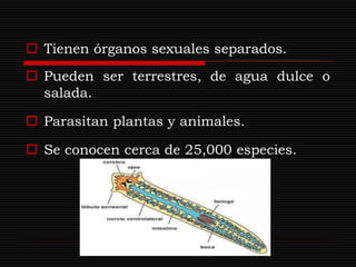  Tienen órganos sexuales separados.
 Pueden ser terrestres, de agua dulce o
  salada.

 Parasitan plantas y animales.

 Se conocen cerca de 25,000 especies.
 