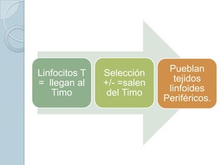 Linfocitos T   Selección     Pueblan
= llegan al    +/- =salen      tejidos
   Timo         del Timo     linfoides
                            Periféricos.
 