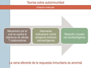 Teorías sobre autoinmunidad
                          Imitación molecular




  Mecanismo por el           Intervienen
  cual se supera la      anticuerpos contra      Reacción cruzada
tolerancia de células    antígenos extraños     con auntoantígenos
   T colaboradoras        (xenoantígenos)




  La rama eferente de la respuesta inmunitaria es anormal
 