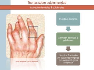 Teorías sobre autoinmunidad
                         Activación de células B policlonales



                                                        Pérdida de tolerancia




                                                       Activación de células B
                                                             policlonales




                                                       Linfocitos B activados
                                                      por sustancias complejas
Artritis reumatoide – Factor reumatoide
                                                       que contienen lugares
                                                             antigénicos
 