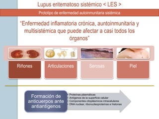 Lupus eritematoso sistémico < LES >
          Prototipo de enfermedad autoinmunitaria sistémica

 “Enfermedad inflamatoria crónica, auntoinmunitaria y
   multisistémica que puede afectar a casi todos los
                       órganos”



Riñones        Articulaciones                  Serosas                       Piel




                           •   Proteínas plasmáticas
      Formación de         •   Antígenos de la superficie celular
     anticuerpos ante      •
                           •
                               Componentes citoplásmicos intracelulares
                               DNA nuclear, ribonucleoproteínas e histonas
      antiantígenos
 