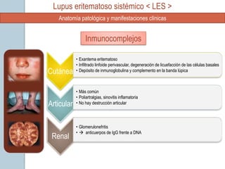 Lupus eritematoso sistémico < LES >
   Anatomía patológica y manifestaciones clínicas


                 Inmunocomplejos

            • Exantema eritematoso
            • Infiltrado linfoide perivascular, degeneración de licuefacción de las células basales
Cutánea     • Depósito de inmunoglobulina y complemento en la banda lúpica



            • Más común
            • Poliartralgias, sinovitis inflamatoria
Articular   • No hay destrucción articular




            • Glomerulonefritis
            •  anticuerpos de IgG frente a DNA
 Renal
 