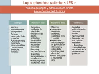 Lupus eritematoso sistémico < LES >
                       Anatomía patológica y manifestaciones clínicas
                              Afectación renal: Nefritis lúpica



     Mesangial              Proliferativa focal    Proliferativa difusa      Membranosa

• Más leve                • Aumento de            • Más grave             • Asociada a
• Inmunocomplejos           celularidad de        • Aumentos de             proteinuria masiva
  y complemento             glomérulos              celularidad             y síndrome
• Regiones                • Proliferación de        glomerular,             nefrótico
  mesangiales de los        células                 depósito de fibrina   • Hipercelularidad
  glomérulos                endoteliales y          y necrosis            • Glomérulos con
• Aumento en matriz         mesangiales           • Depósitos de            asas capilares
  mesangial y             • Infiltración de         inmunocomplejos         engrosadas
  número de células         neutrófilos y           en glomérulos (en     •  Depósito de
• Disfunción renal,         monocitos               el mesangio y           inmunoglobulinas y
  proteinuria,            • Necrosis y              debajo de la            complemento en la
  hematuria                 depósito de fibrina     membrana basal          membrana basal
                          • Depósito de             glomerular)             glomerular
                            inmunoglobulinas y    • Puede evolucionar
                            complemento             a insuficiencia
                          • Puede progresar a       renal
                            insuficiencia renal
 