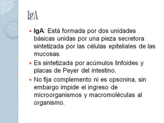 IgA
 IgA: Está formada por dos unidades
  básicas unidas por una pieza secretora
  sintetizada por las células epiteliales de las
  mucosas.
 Es sintetizada por acúmulos linfoides y
  placas de Peyer del intestino.
 No fija complemento ni es opsonina, sin
  embargo impide el ingreso de
  microorganismos y macromoléculas al
  organismo.
 