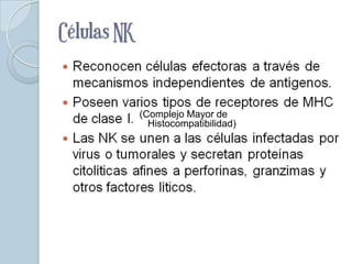 (Complejo Mayor de
  Histocompatibilidad)
 