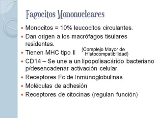 (Complejo Mayor de
  Histocompatibilidad)
 