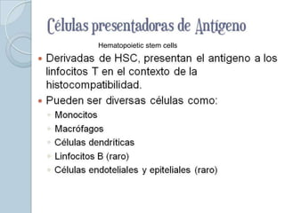 Células presentadoras
    de Antígeno cells
         Hematopoietic stem
 Derivadas de HSC, presentan el antígeno a los
  linfocitos T en el contexto de la
  histocompatibilidad.
 Pueden ser diversas células como:
    ◦   Monocitos
    ◦   Macrófagos
    ◦   Células dendríticas
    ◦   Linfocitos B (raro)
    ◦   Células endoteliales y epiteliales (raro)
 