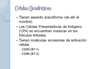 Células Dendríticas
 Tienen aspecto aracniforme (de ahí el
  nombre).
 Las Células Presentadoras de Antígeno
  (CPA) se encuentran maduras en los
  folículos linfoides.
 Tienen moléculas accesorias de activación
  celular.
    ◦ CD80 (B7-1)
    ◦ CD86 (B7-2)
 