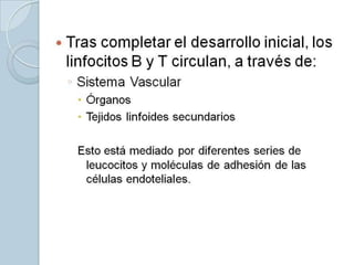    Tras completar el desarrollo inicial, los
    linfocitos B y T circulan, a través de:
    ◦ Sistema Vascular
      Órganos
      Tejidos linfoides secundarios

     Esto está mediado por diferentes series de
      leucocitos y moléculas de adhesión de las
      células endoteliales.
 