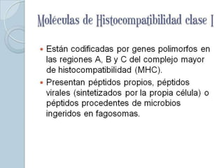 Moléculas de
Histocompatibilidad
clase I
 Están codificadas por genes polimorfos en
  las regiones A, B y C del complejo mayor
  de histocompatibilidad (MHC).
 Presentan péptidos propios, péptidos
  virales (sintetizados por la propia célula) o
  péptidos procedentes de microbios
  ingeridos en fagosomas.
 