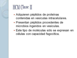 HCM Clase II
 Adquieren péptidos de proteínas
  contenidas en vesículas intracelulares.
 Presentan péptidos procedentes de
  microbios ingeridos en vesículas.
 Este tipo de moléculas sólo se expresan en
  células con capacidad fagocítica.
 