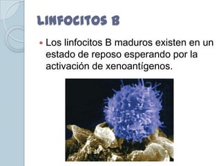 Linfocitos B
   Los linfocitos B maduros existen en un
    estado de reposo esperando por la
    activación de xenoantígenos.
 