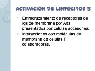 Activación de Linfocitos B
1.   Entrecruzamiento de receptores de
     Igs de membrana por Ags
     presentados por células accesorias.
2.   Interacciones con moléculas de
     membrana de células T
     colaboradoras.
 